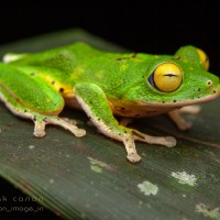 Pseudophilautus poppiae Megaskumbura & Manamendra-Arachcchi, 2005